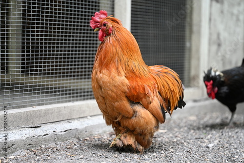Fotografía Colorful domestic rooster in poultry enclosure on a rural farm