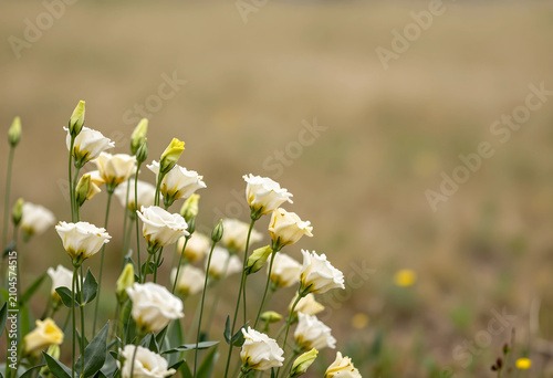 White eustoma flowers and b...