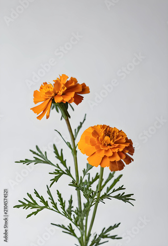 Fresh orange marigold flowe...