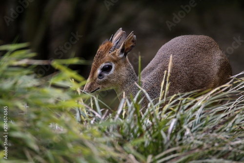 Fotografia Kirk-Dikdik