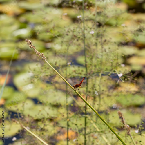 Dragonflies are insects that inhabit ponds and lakes