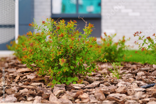 Konstfotografi Small spiraea japonica shrub in a garden bed with bark mulch