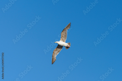 A low angle view of a seagull bird with wings spread wide and a white body flying high against as clear blue sky