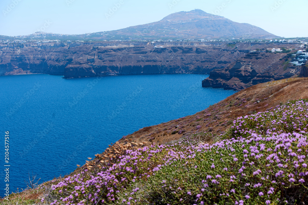 Fototapeta premium Blooming purple flowers on hillside overlooking Santorini caldera and cliffs