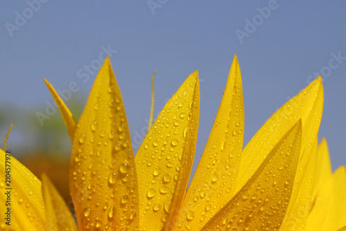 Close-up of bright yellow sunflower petals covered in water droplets and morn...