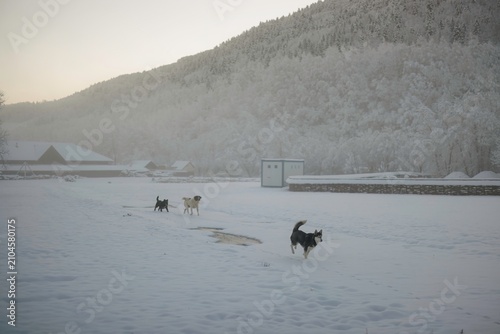 Fotografie Three playful dogs frolic in a snowy field, leaving footprints on the pristine s