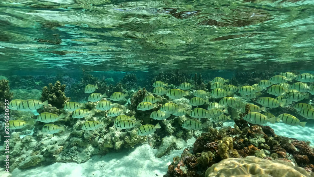 Fototapeta premium Luxury resort photo of French Polynesia snorkeling. Tropical paradise island Taha'a with exotic fish under wave of clear water on seabed azure Pacific Ocean with coral reef.