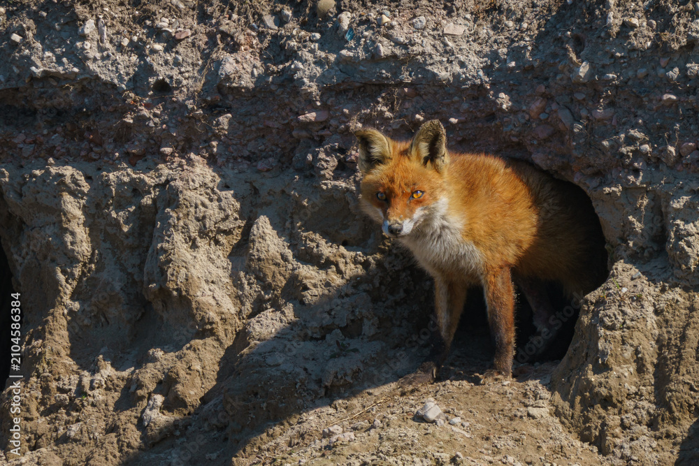 Fototapeta premium A red fox stands inside a rocky cave entrance.