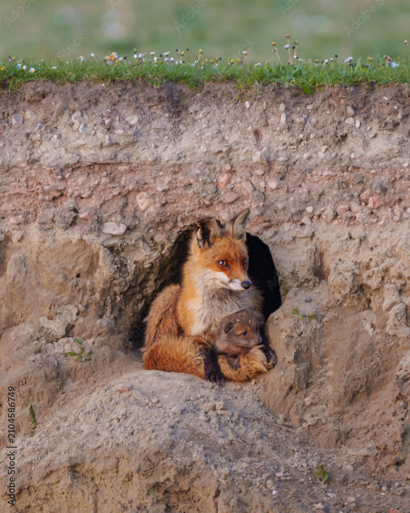 Fototapeta premium A mother fox and her cub rest inside an underground burrow.