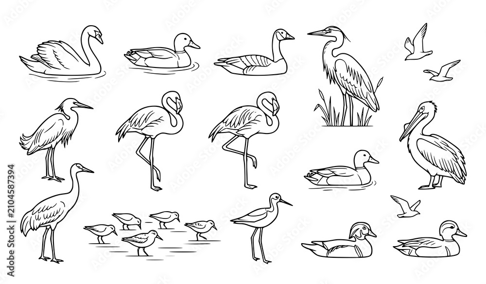 Obraz premium Hand Drawn Water Bird Collection Including Swan Flamingo Pelican Duck and Heron Outline Illustrations