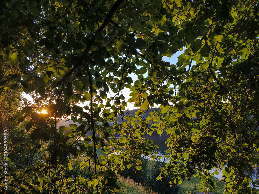Fototapeta premium Golden sunset shining through green tree canopy above a peaceful river on the mountain. Scenic summer bright calm landscape with warm evening light, lush foliage and tranquil natural atmosphere. 