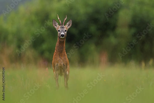 Tableau sur toile Sarna europejska (Capreolus capreolus) roe deer