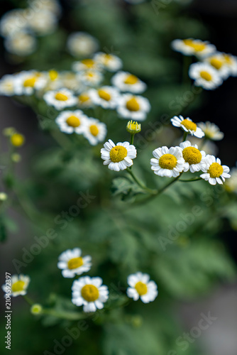 Small white feverfew flowers blooming in a garden with selective focus