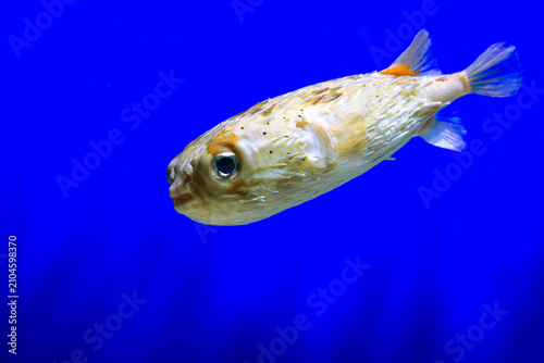 Pufferfish profile shot. Porcupine fish swimming. Spiky marine creature. Blue aquarium background. Tropical ocean animal. Exotic underwater wildlife. Poisonous blowfish closeup. Green eye detail. Sea