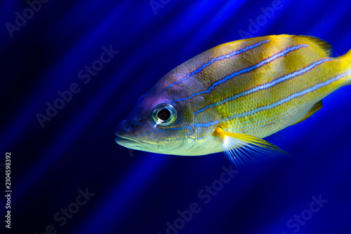 Bluestripe snapper profile. Lutjanus kasmira portrait. Yellow fish swimming. Neon blue stripes. Deep aquarium background. Tropical reef animal. Marine wildlife closeup. Saltwater species view