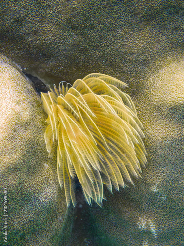 Canvastavla Feather duster worm displaying its colorful crown on a coral reef in Tanote Bay,