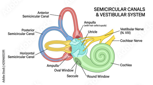 Принти на полотні Semicircular Canals and Vestibular System Medical Infographic