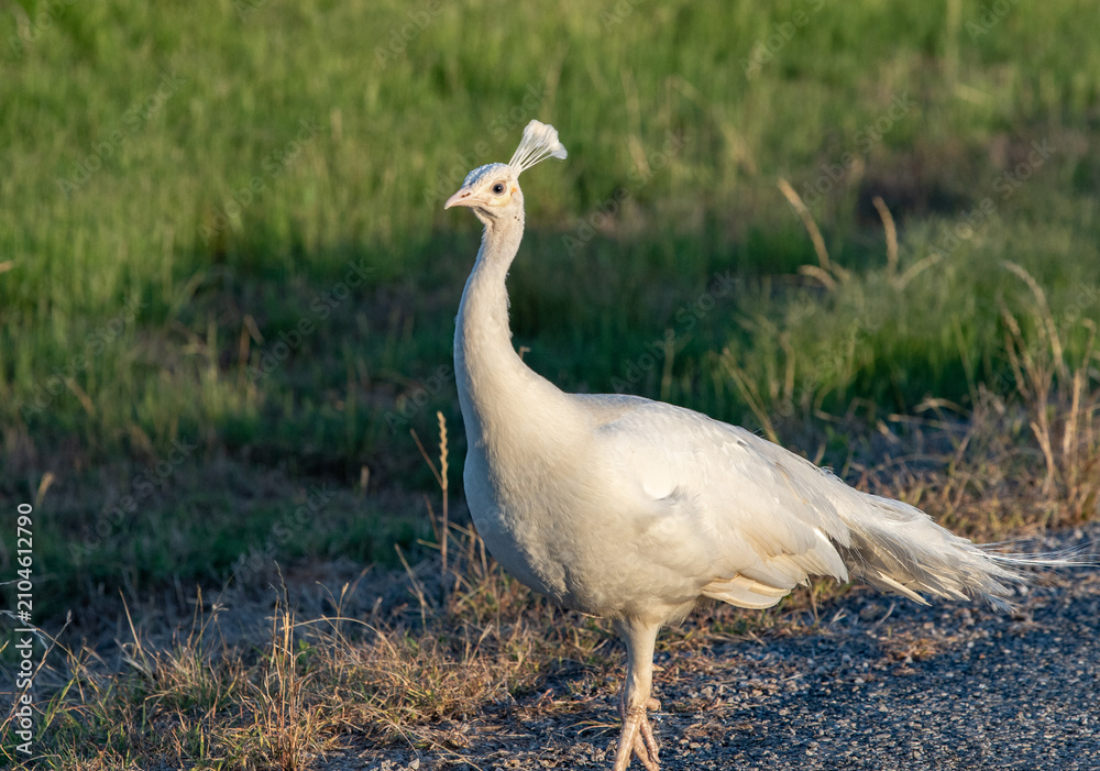 Obraz premium white peacock on road