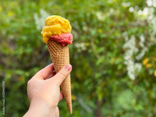 Yellow and pink Sorbet ice cream gelato in a waffle cone in female hand close up on blurry background of blooming summer garden