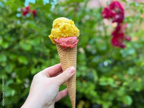 Yellow and pink Sorbet ice cream gelato in a waffle cone in female hand close up on blurry background of blooming summer garden