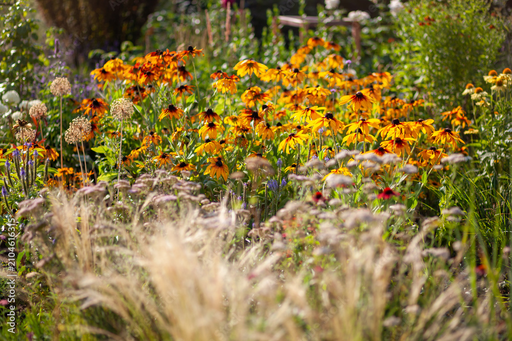 Obraz premium Yellow rudbeckia flowers blooming in summer garden by stipa grass. Plants growing by echinacea, veronika, yarrow on flowerbed