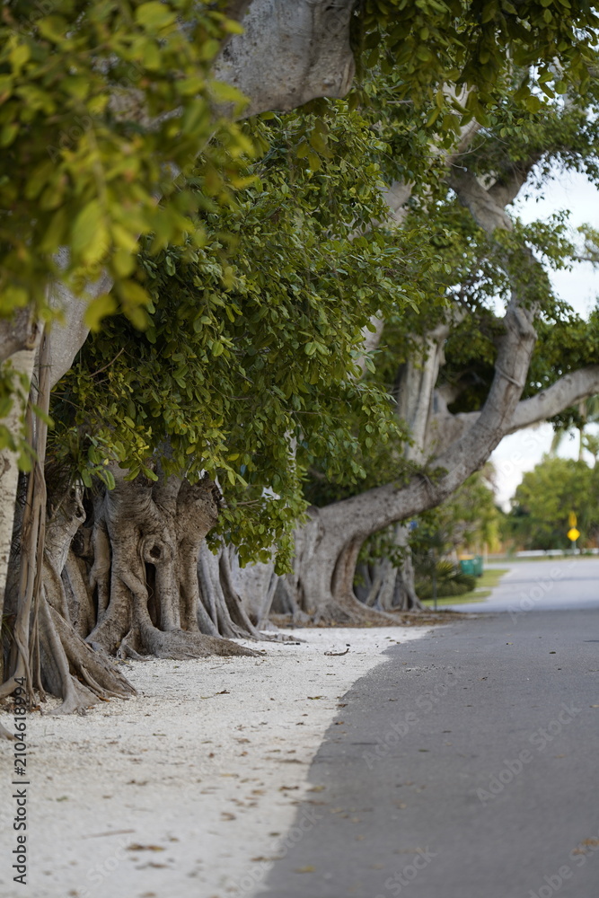Obraz premium Beautiful old trees with multiple trunks on a quiet residential street.