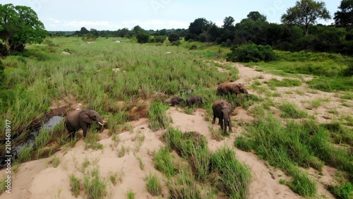 Elephant herd crossing grassy savanna from above