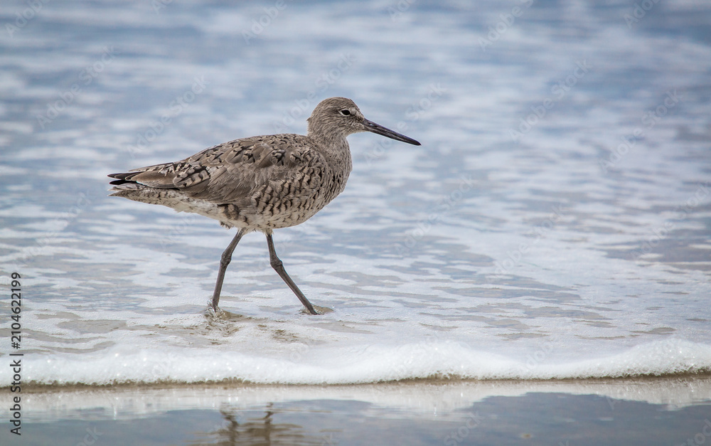 Fotografie wading sandpiper