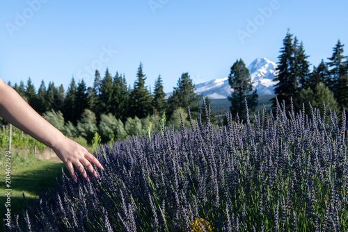 Принти на полотні Close-up of a young woman's hand gently touching fragrant lavender blossoms in Hood River with Mount Hood visible in the background