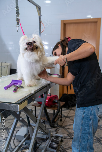 Young woman groomer trimming dog's fur on a grooming table. Providing pet care at a professional animal salon