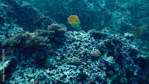 Konstfotografi Butterflyfish gliding over a vibrant coral reef in clear tropical water
