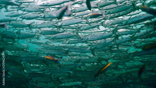 Tableau sur toile Barracuda school underwater, countless fish in a striking formation