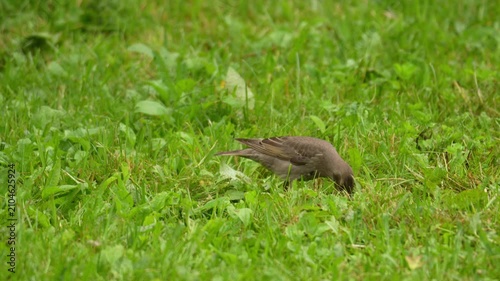 Small brown bird pecks at lush green grass. House sparrow in natural habitat. The bird searches for food. Perfect for wildlife footage. Ideal for nature documentaries or animal clips
