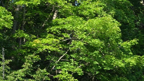 Dense trees form a thick canopy. Sunlight filters through green leaves. The forest looks peaceful and natural. Fresh foliage creates a vibrant scene. Ideal for nature documentaries