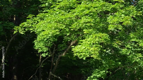Sunlight filters through vibrant green leaves. Dense canopy of fresh foliage dominates the scene. Verdant branches stretch toward the sky. Soft shadows dance among the leaves