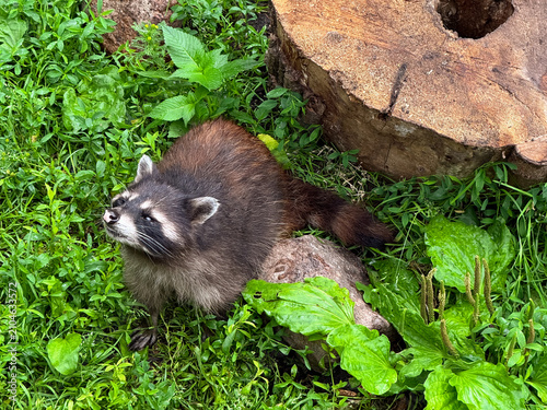High angle view of cute fluffy raccoon procyon lotor sitting on green grass near old tree stump, funny masked animal looking up in summer lawn, zoo enclosure foliage, wildlife nature pet care travel. 