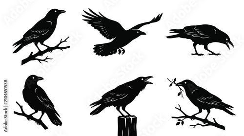 A set of six crow bird in various poses silhouette vector illustration on a white background
