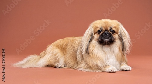 Adorable Pekingese dog lying down on a brown studio background