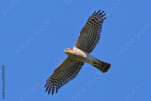 Foto 秋の青空を飛ぶハイタカ(Sparrow Hawk)幼鳥