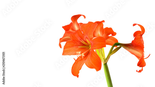 Canvastavla opened orange amaryllis flower on a stem