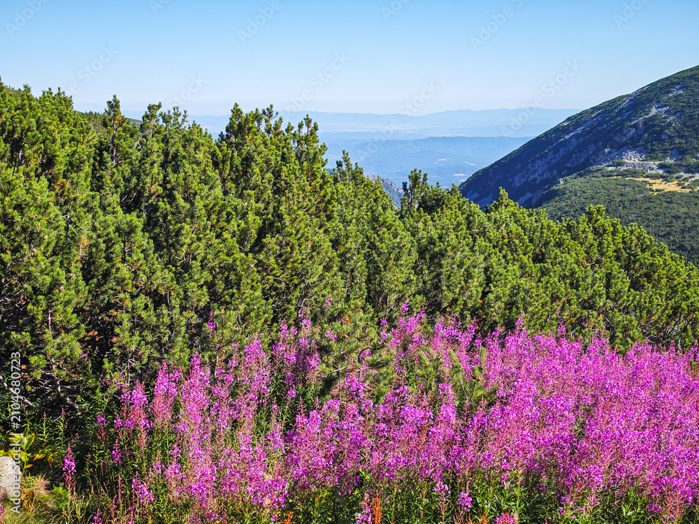 Obraz premium Rila mountain near Musala peak, Bulgaria