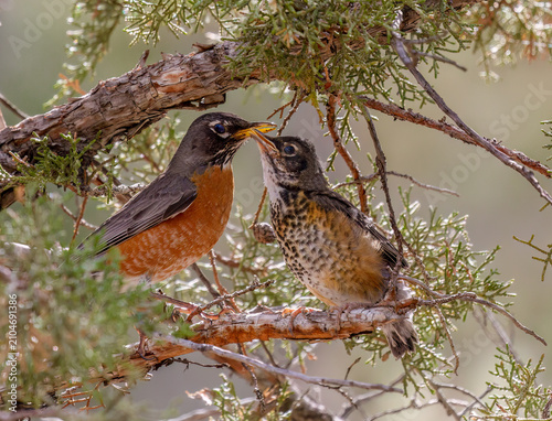 фотографія Mother robin feeding fledgling in juniper tree