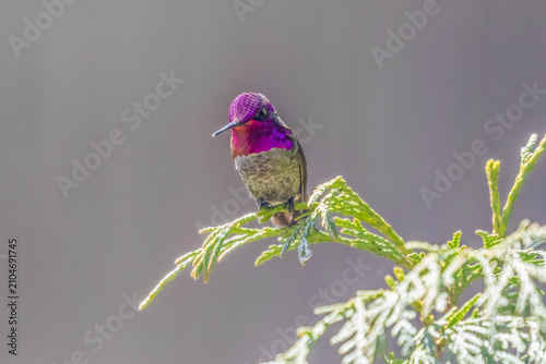 Anna's hummingbird perched on a cedar branch hoping to attract the attention of a female nearby