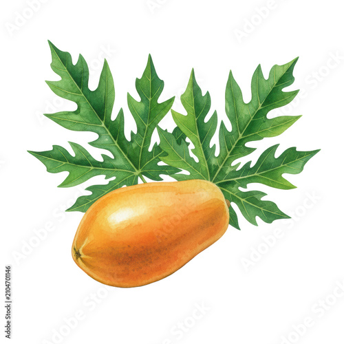 A golden-orange papaya and two vibrant green, deeply lobed leaves, painted in a fluid watercolor style with translucent washes on a stark white background, tropical freshness concept