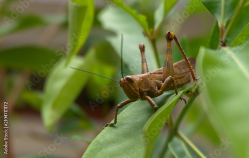 Foto Macro sot brown grasshopper on green leaf with blureed background, natural wildl