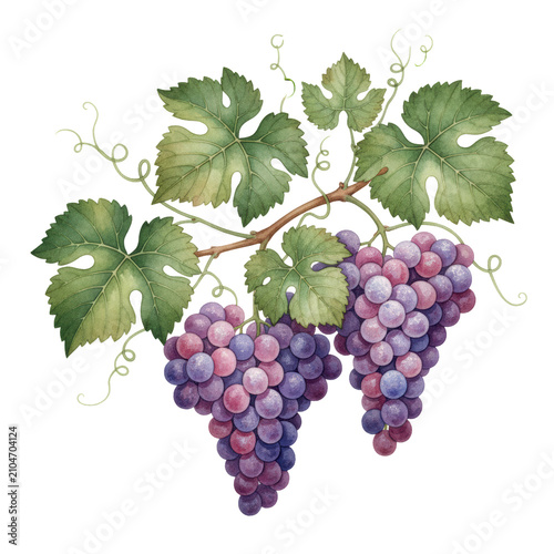 Elegant grapevine branch with heavy clusters of plump purple grapes and green leaves, detailed watercolor illustration against textured white botanical study
