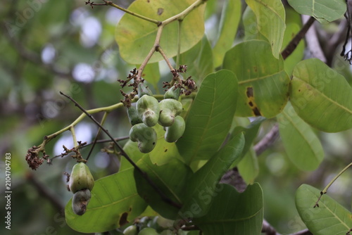 Green Cashew Fruit Cluster Hanging Gracefully from Tree Branch with Dense Leafy Background