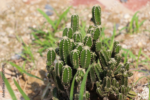 Small green cactus cluster growing naturally in dry sandy soil under bright sunlight outdoors