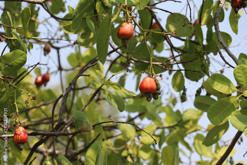 Ripe Red Cashew Apples Hanging Naturally Among Green Leaves on Healthy Tree Branches