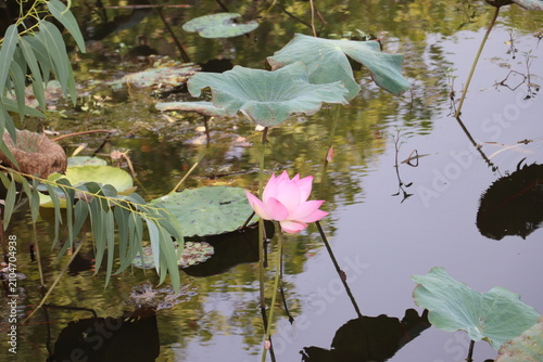 Pink Lotus Flower Reflected Beautifully in Still Pond Surrounded by Aquatic Green Foliage